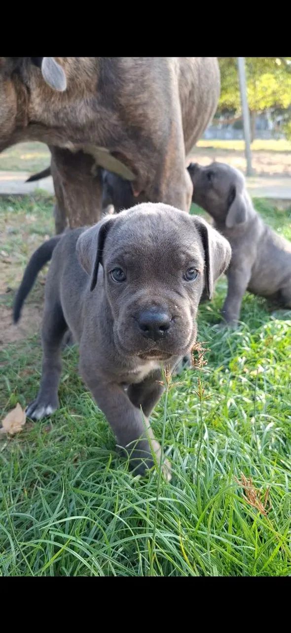 Cane Corso - Filhotes - Foto 4