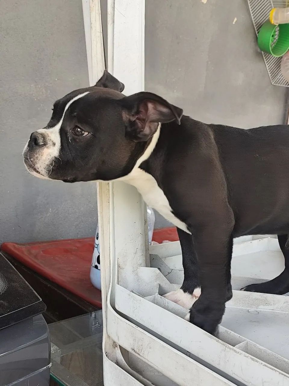 American Bully - Foto 4