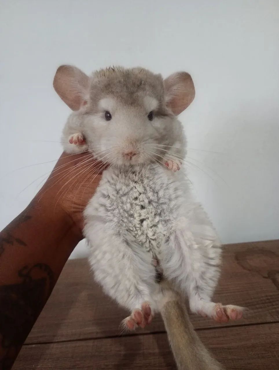 Chinchila macho mosaico promoção  - Foto 2