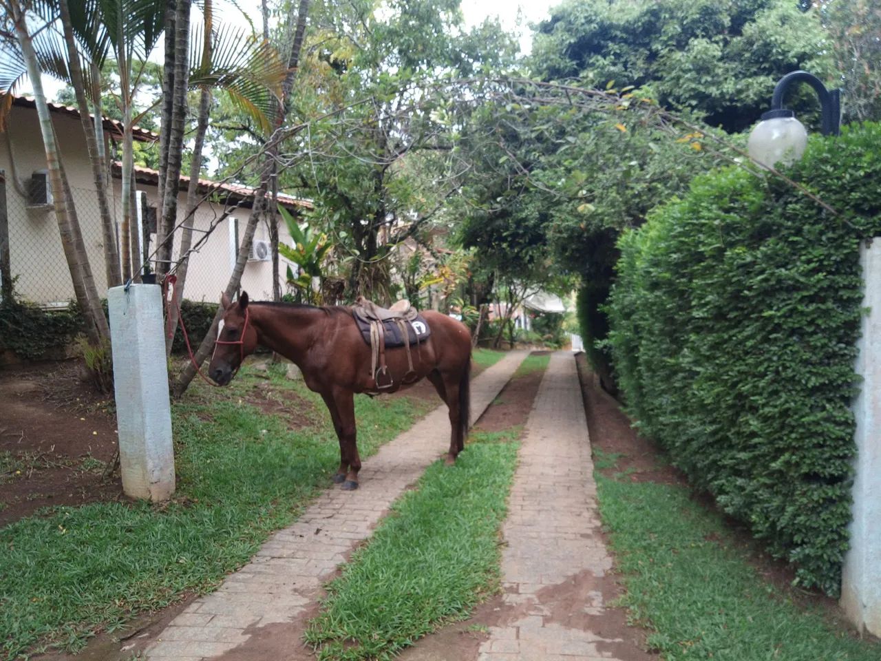 Égua Manga Larga Paulista - Foto 4