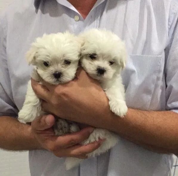 Maltês com contrato, suporte e compromisso com a saúde