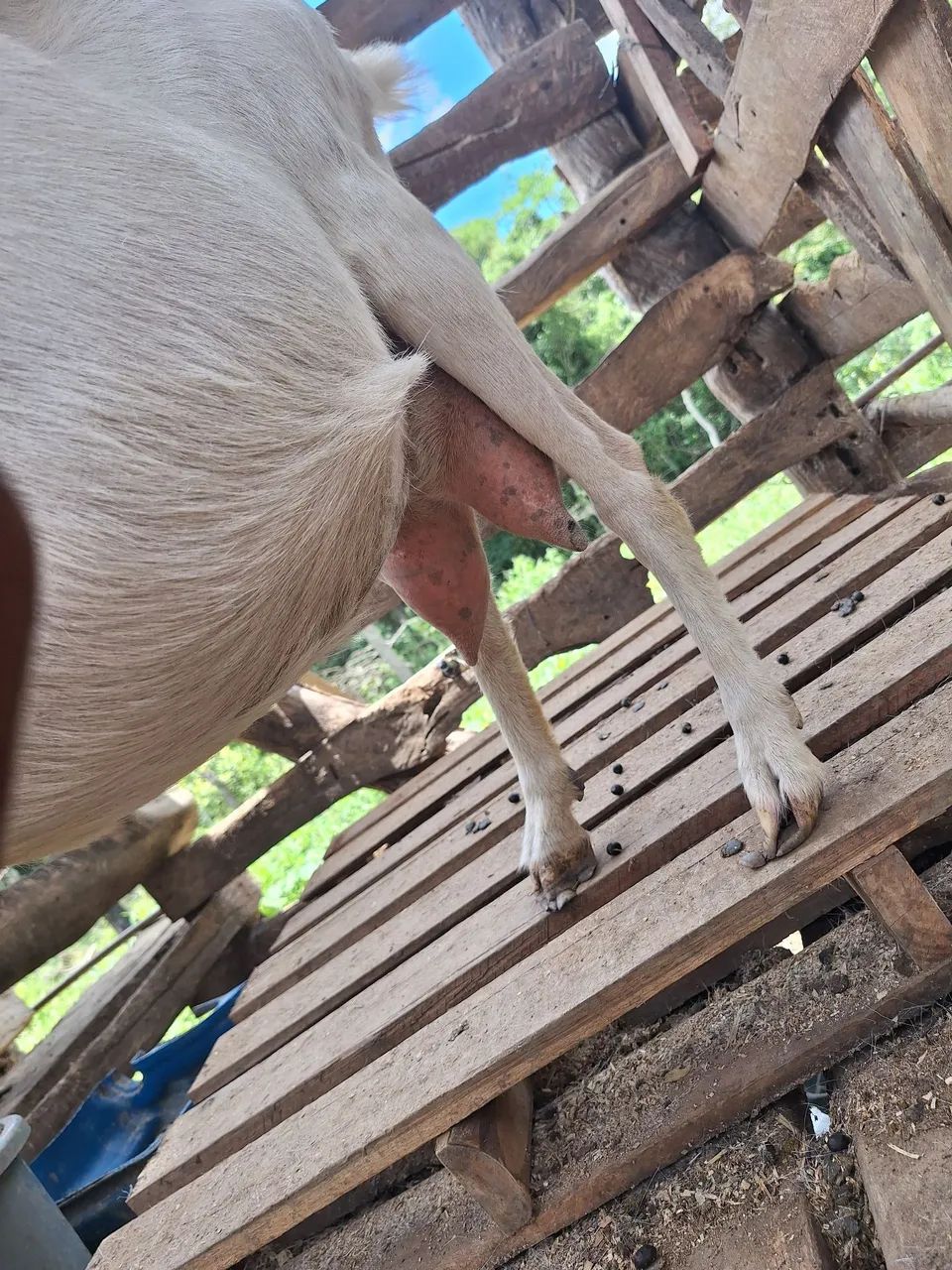 Cabras  - Foto 5