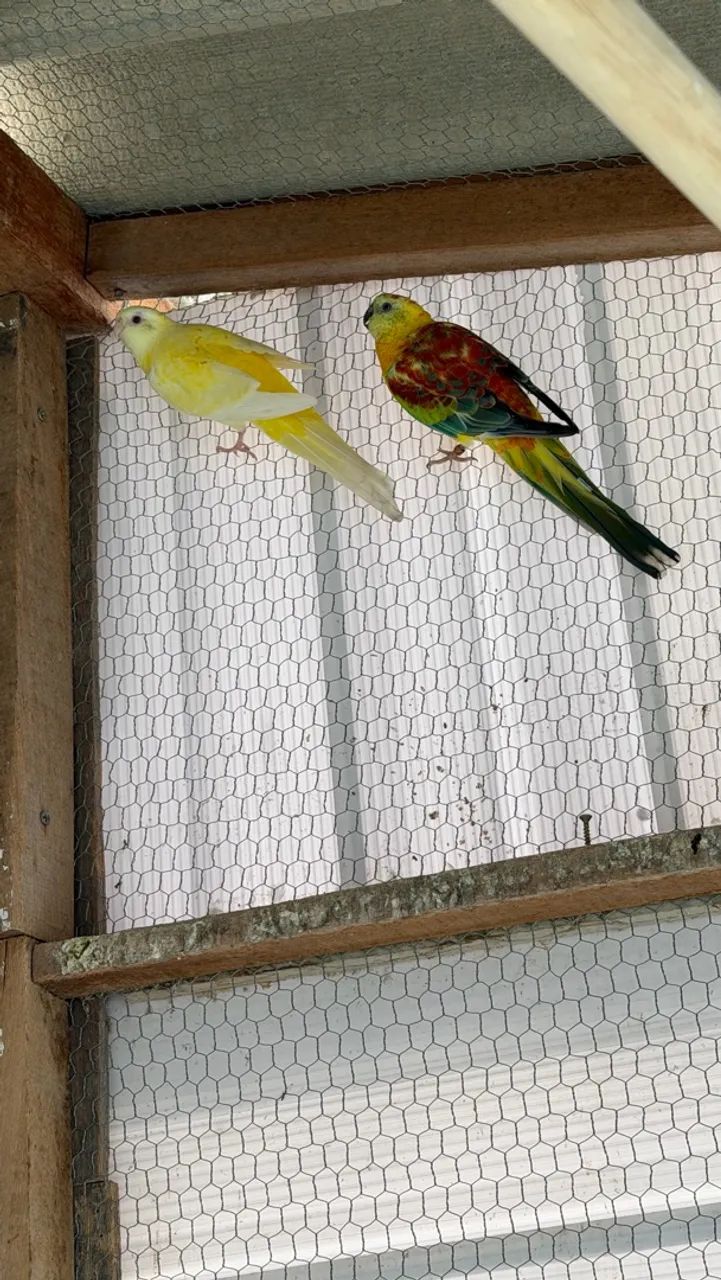 Gaiola  - Foto 3