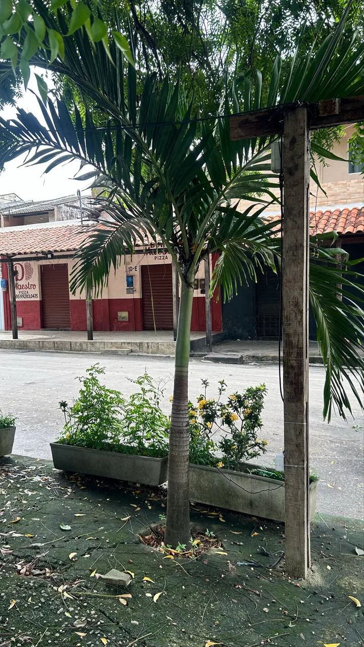 PALMEIRAS HAVAÍ  - Foto 3