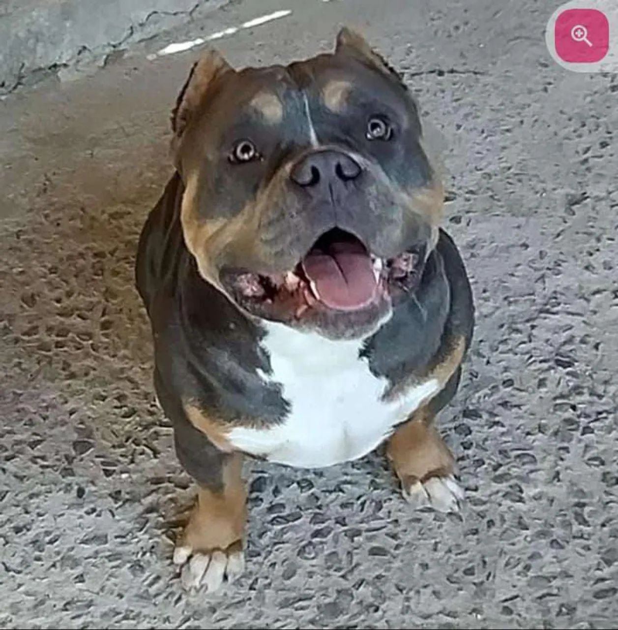 American bully - Foto 2