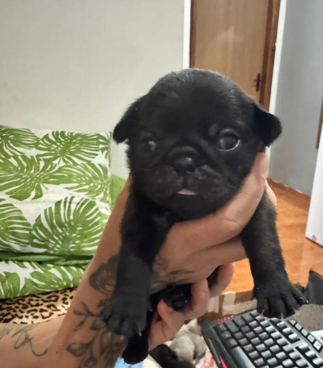 Pug macho  - Foto 3