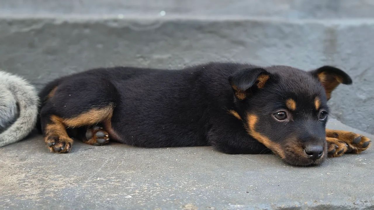Cachorro blue heeler Macho  - Foto 2