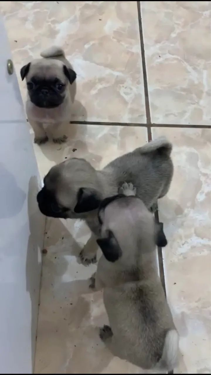 Pug Abricot  - Foto 2