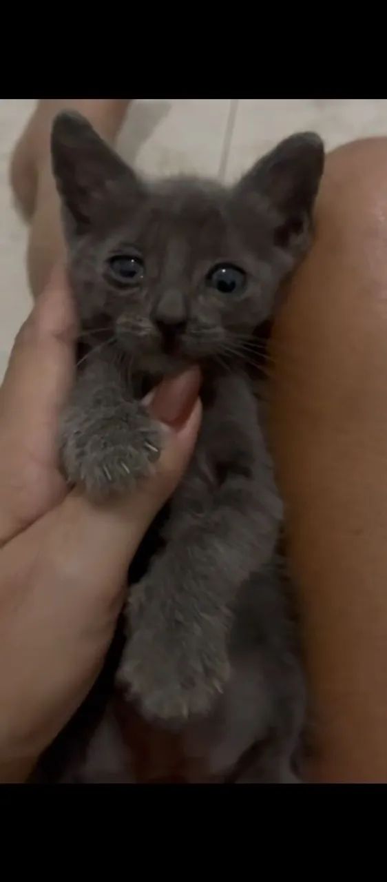 gatinho filhote  - Foto 4