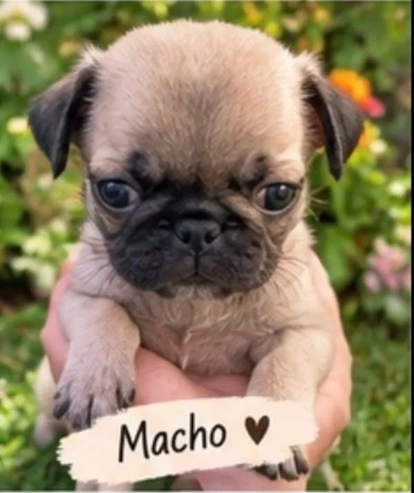 Filhotes de Pug mini - Foto 2