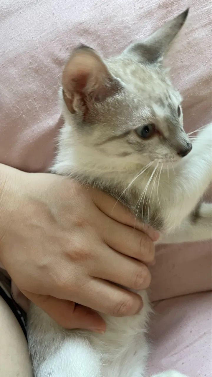 Doação gatinha 3 meses fêmea - Foto 2