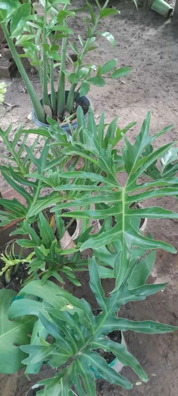 Plantas variadas  - Foto 3