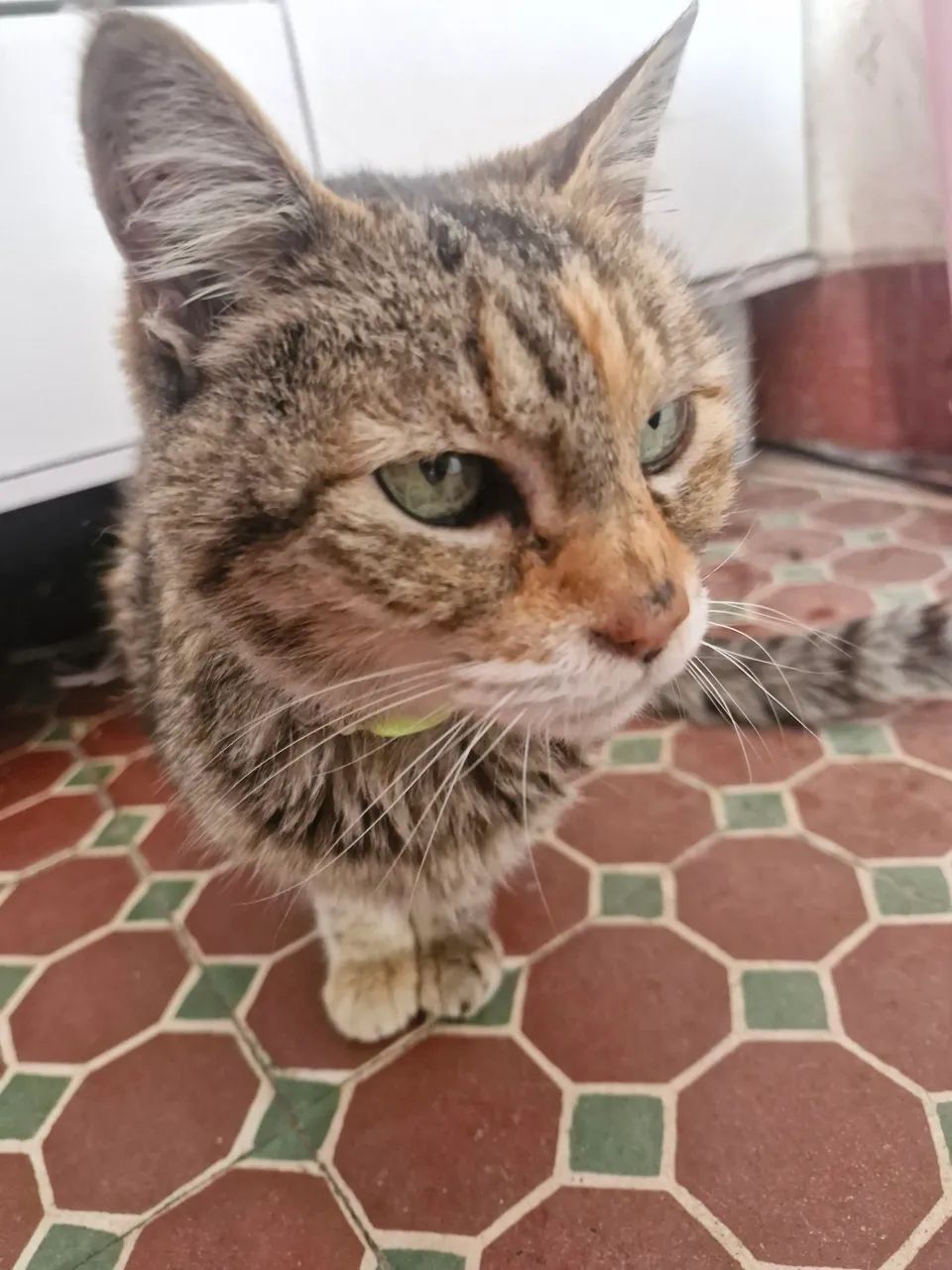 Linda Gatinha Para Doação Dócil e Super Carinhosa - Foto 4