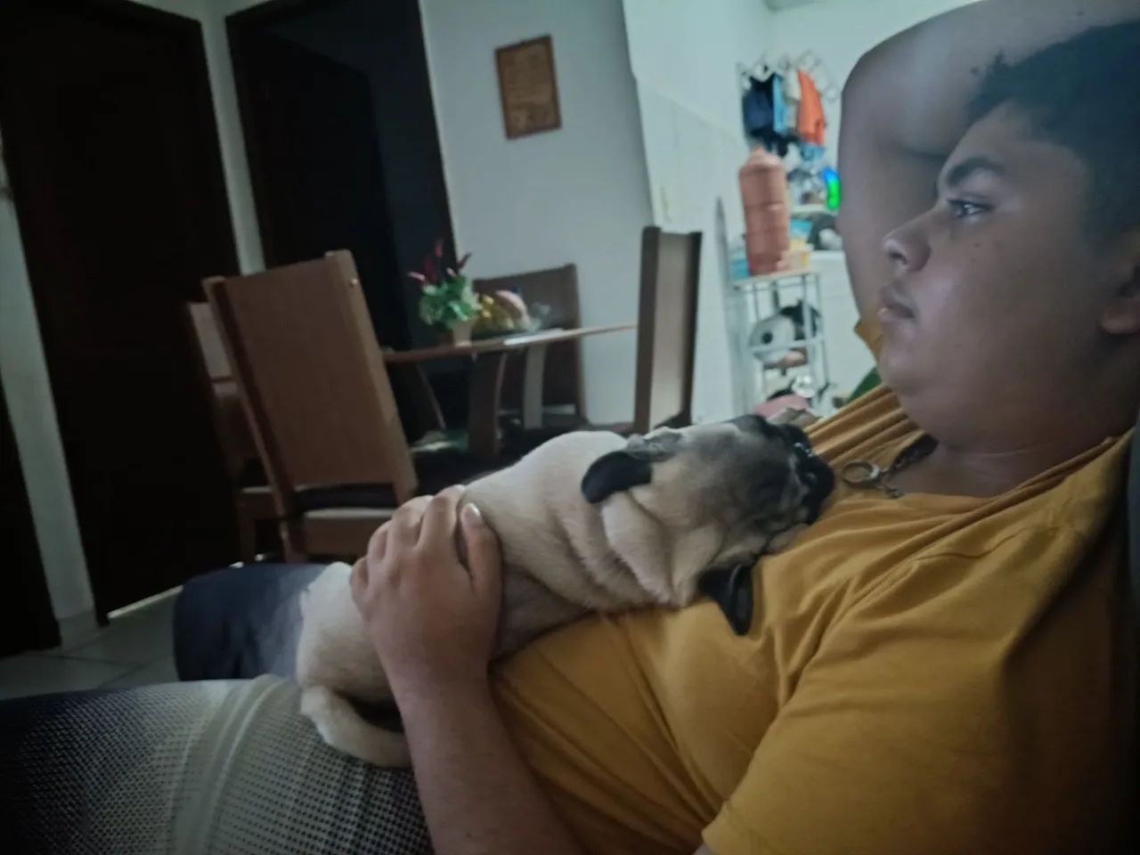 Pug muito calmo e companheiro  - Foto 3
