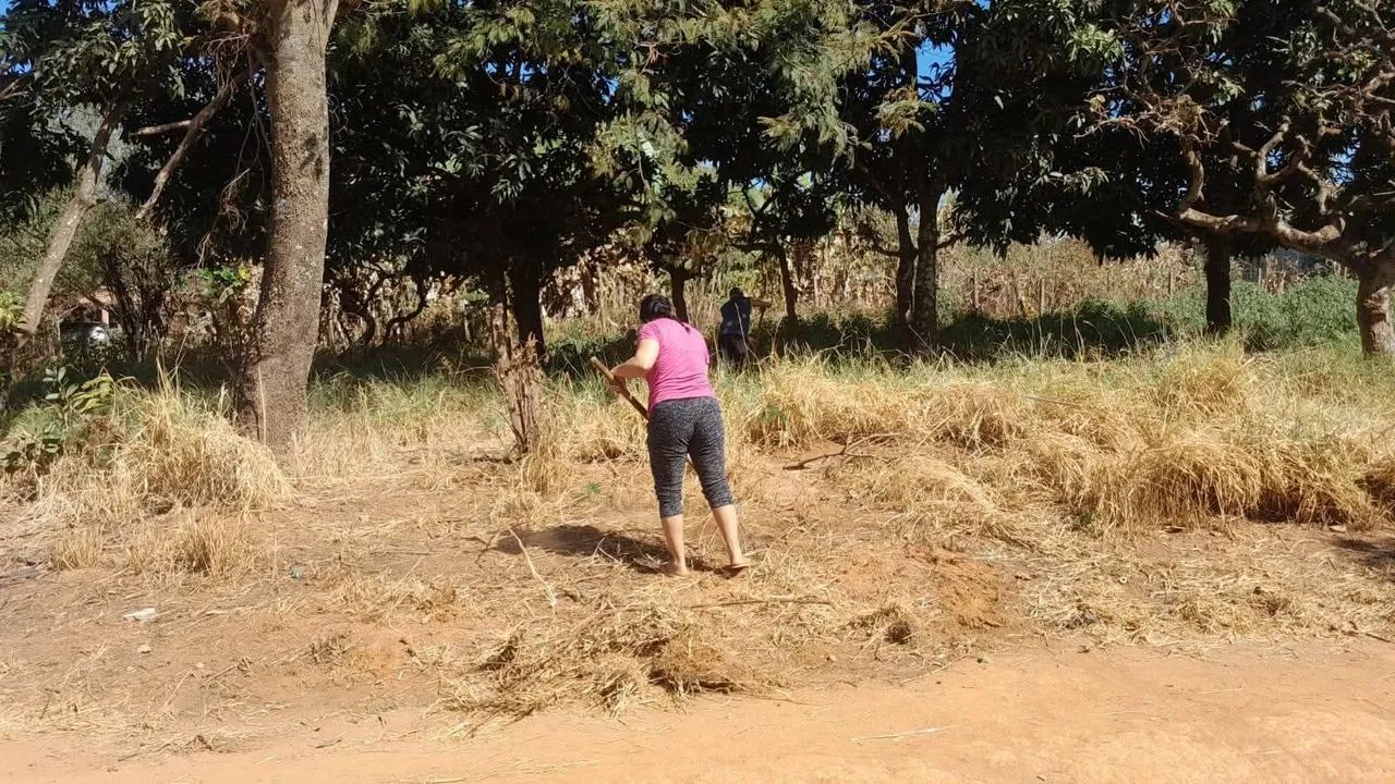 Ouro verde  - Foto 5