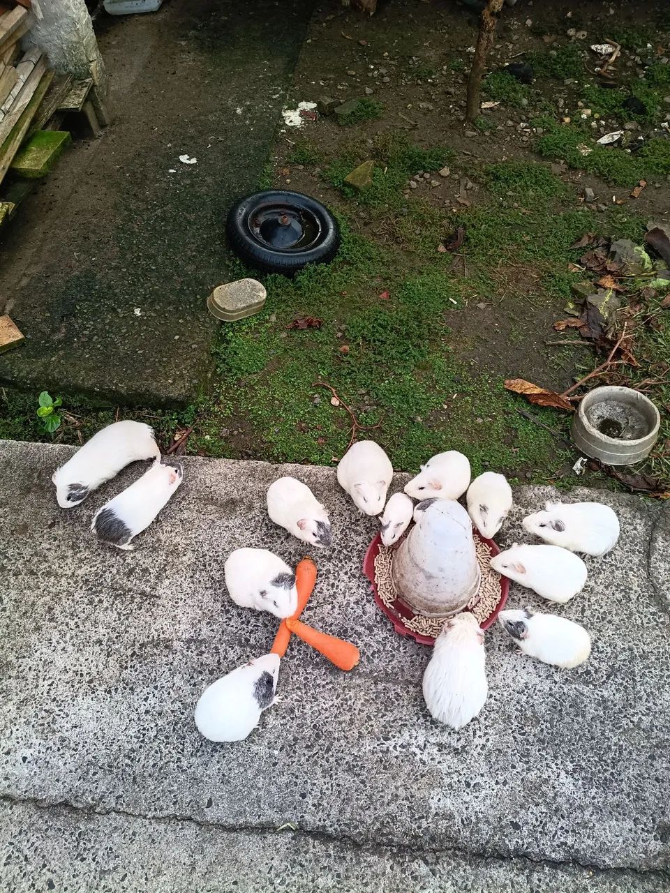 Porquinho da índia  - Foto 2