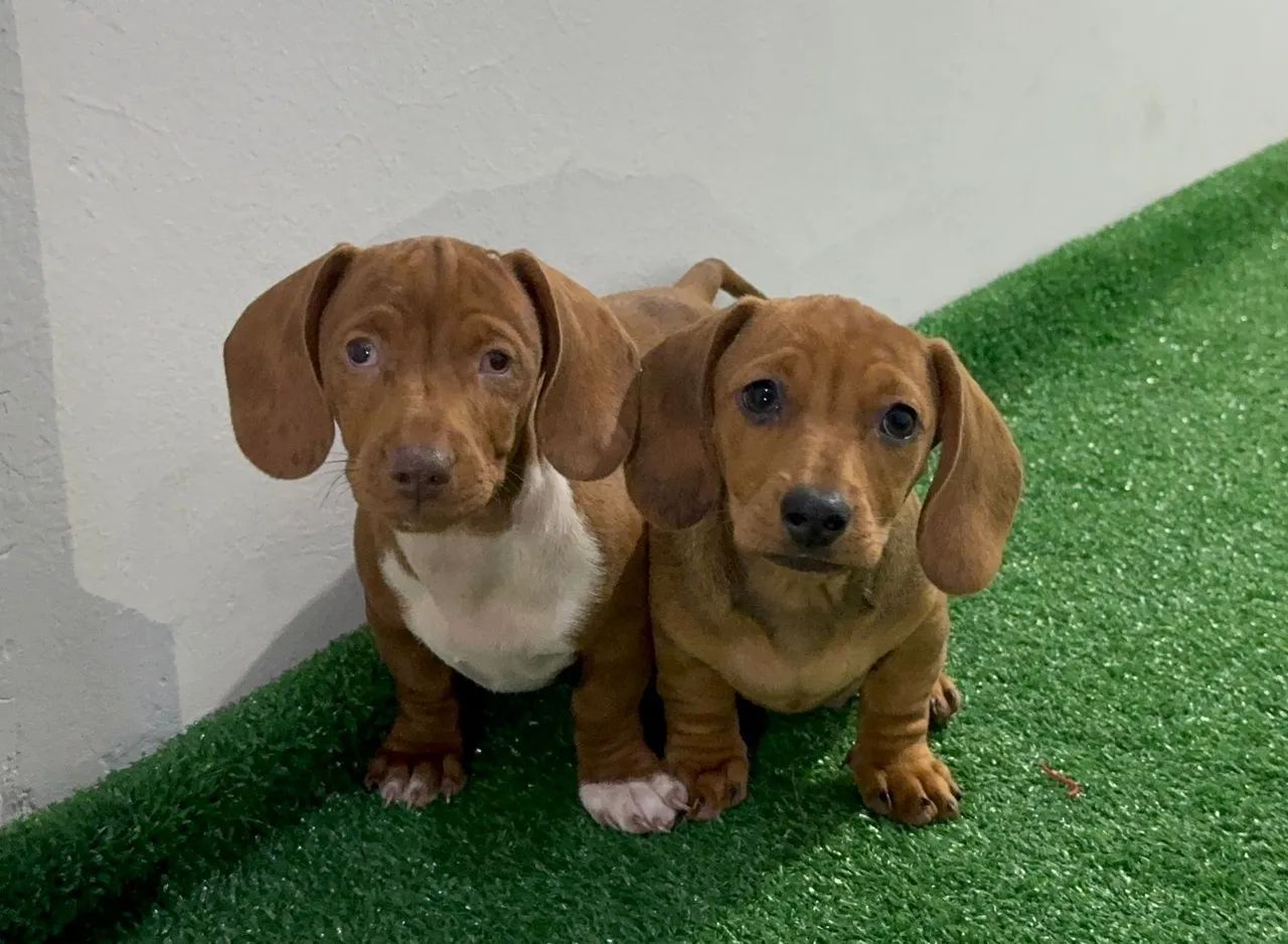 Daschund caramelo 
