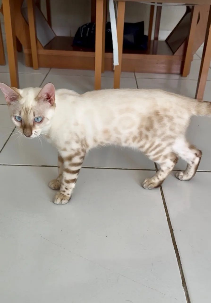 Gato Bengala Snow