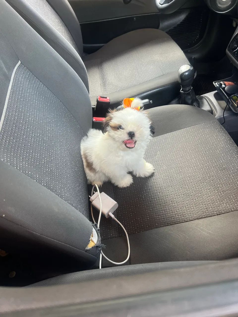 Shih Tzu fêmea micro  - Foto 4