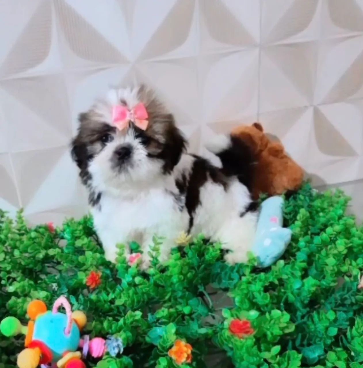 Shihtzu  - Foto 3