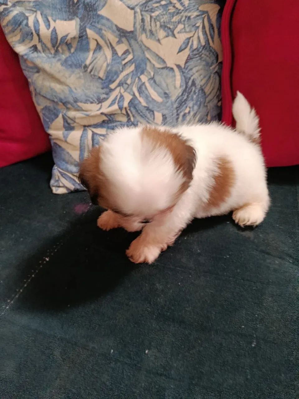 Cachorra Shitzu  - Foto 4