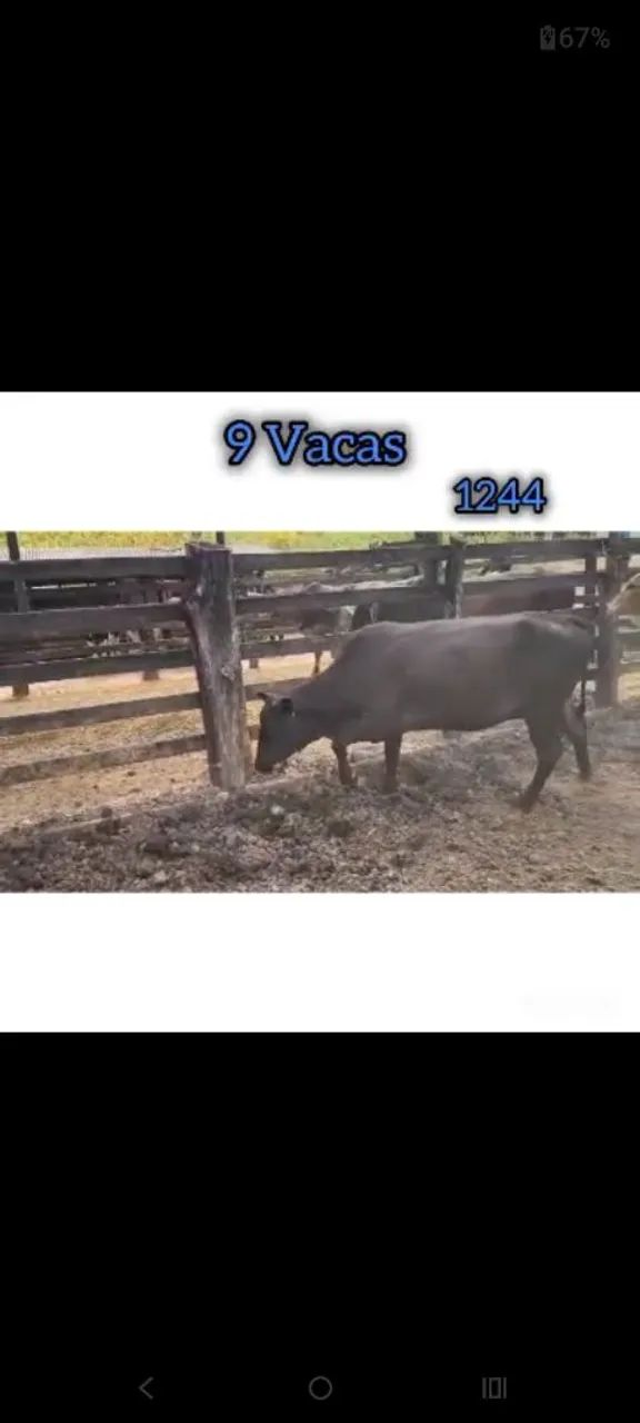 9 Vacas - Foto 4