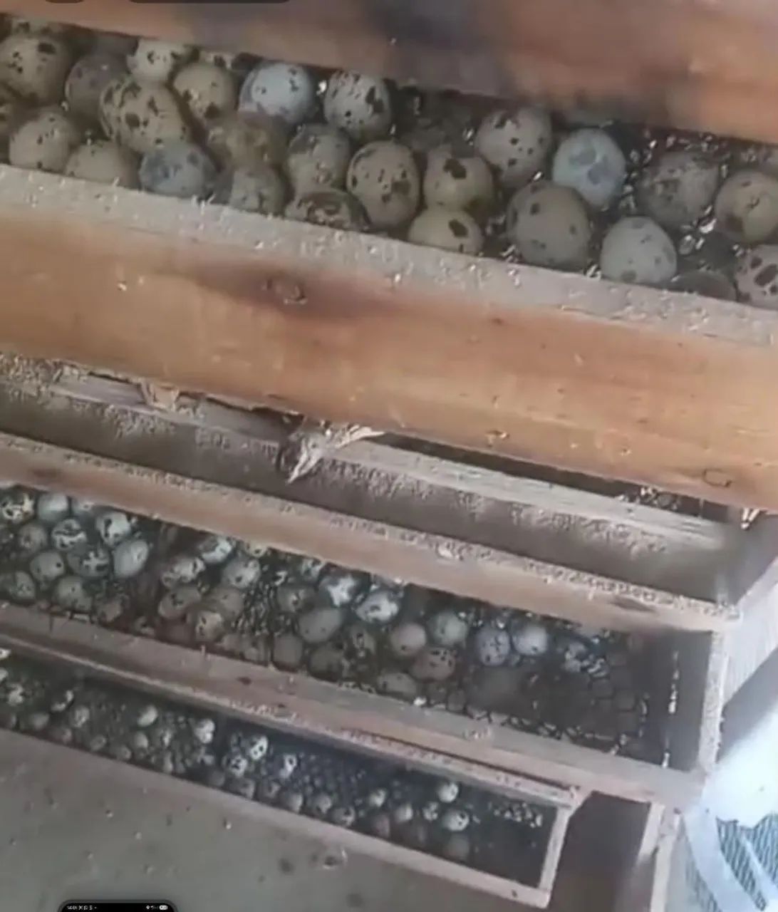 VIVEIRO PARA CODORNAS 