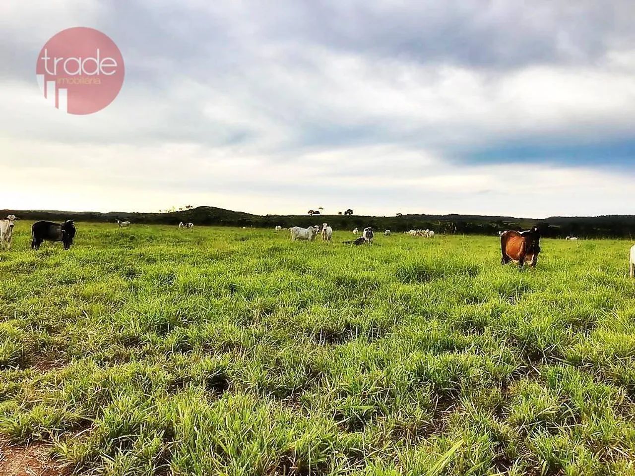 Fazenda rural à venda, Setor Central, Pedro Afonso. - Foto 4