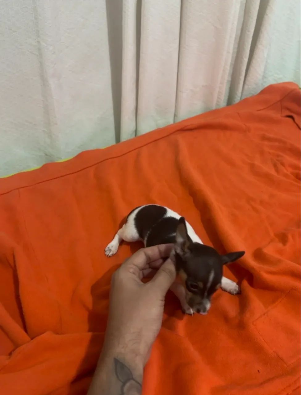 Pinscher macho  - Foto 3
