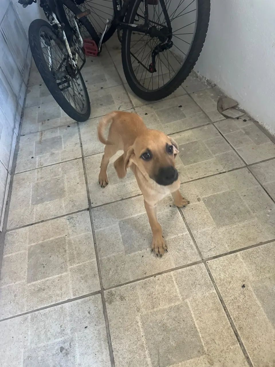 Doação 2 meses - Foto 2