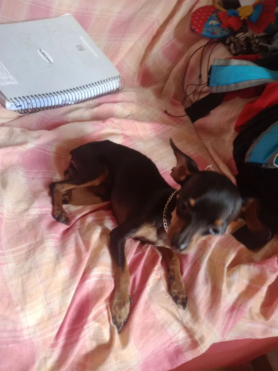 Pincher procura-se namorada! - Foto 2