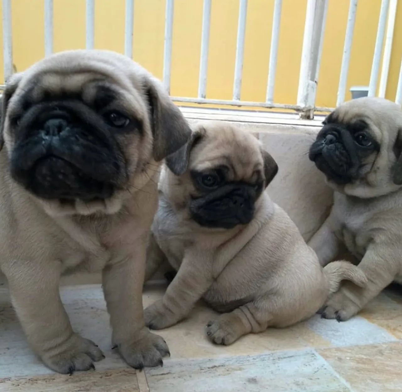 Pug mine - Foto 2