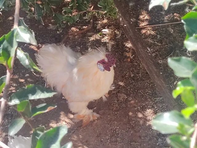 Galo Sedoso (Silkie/Japão) - Foto 4
