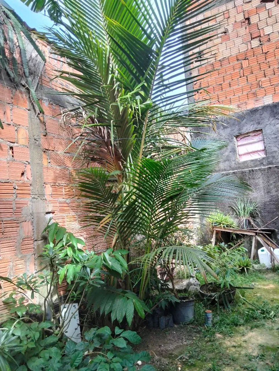 Vendo muda de coqueiro 