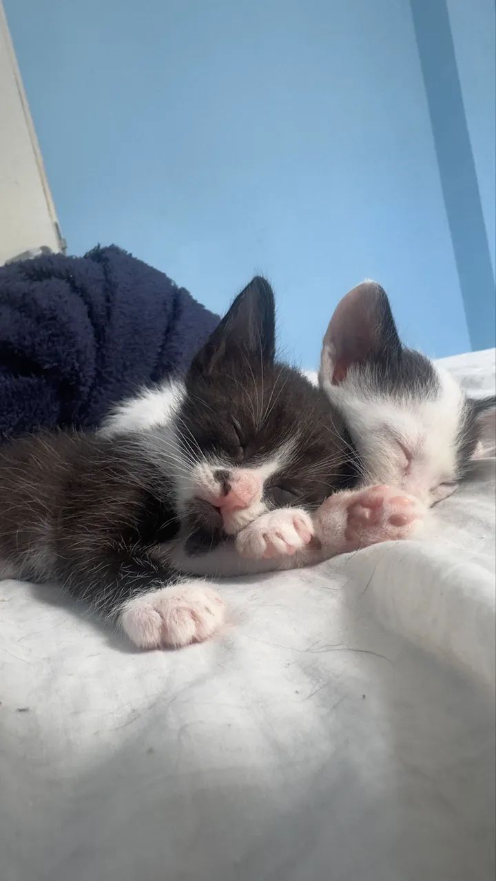 Doação de gatinhos  - Foto 3