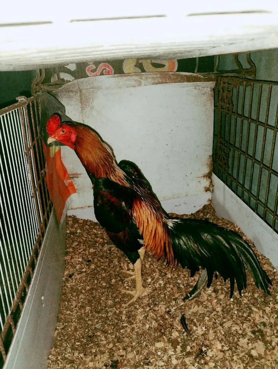 Frango - Foto 2