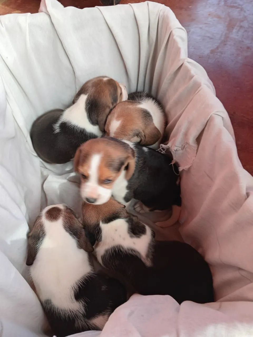 Cachorro Beagle  - Foto 2