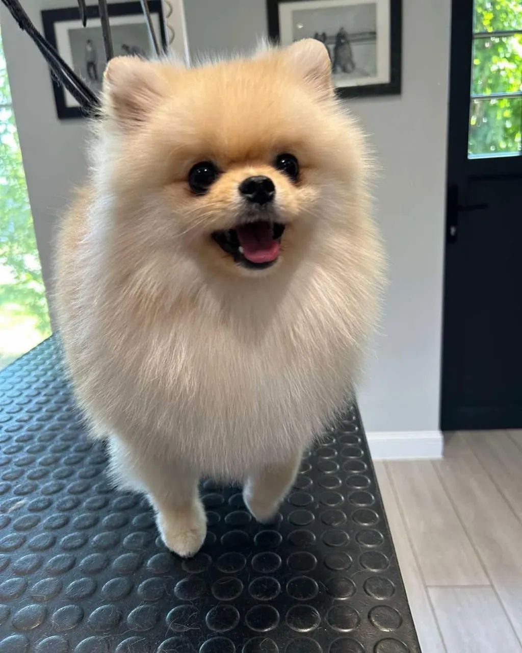 Vendo lindos filhotes de Lulu da Pomerania  - Foto 5