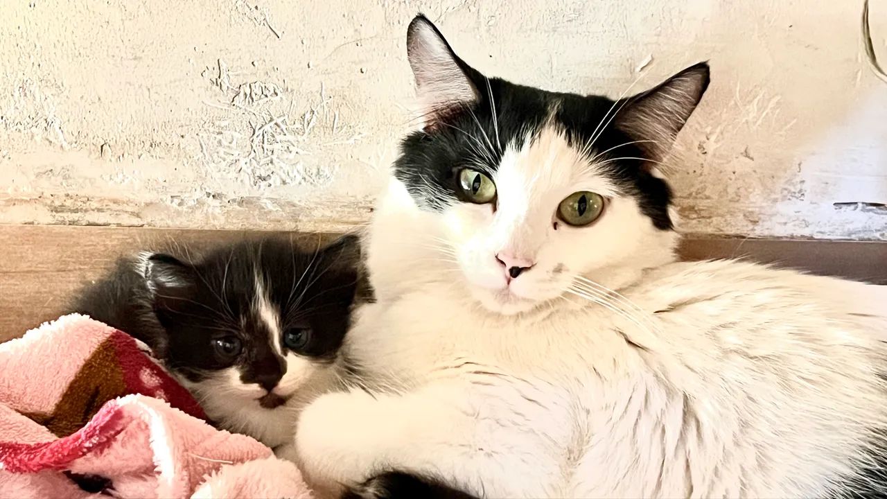 Doação de gatinhos filhotes  - Foto 4