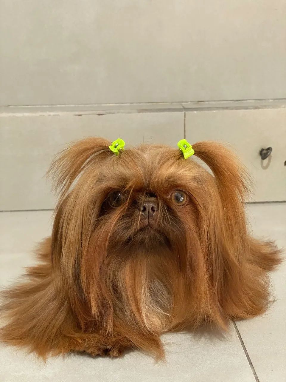 Shihtzu - Foto 2