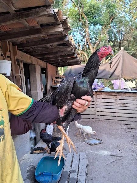 Galo Indio  - Foto 4