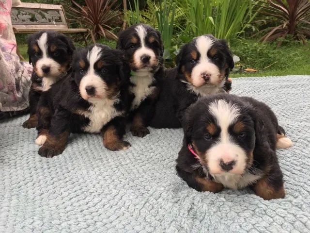 Lindos filhotes de Bernese Mountain 