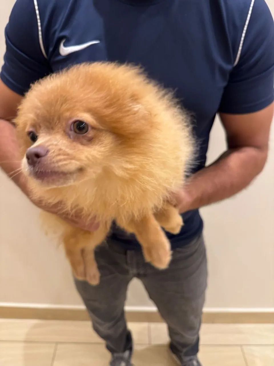 Spitz Alemão  - Foto 2