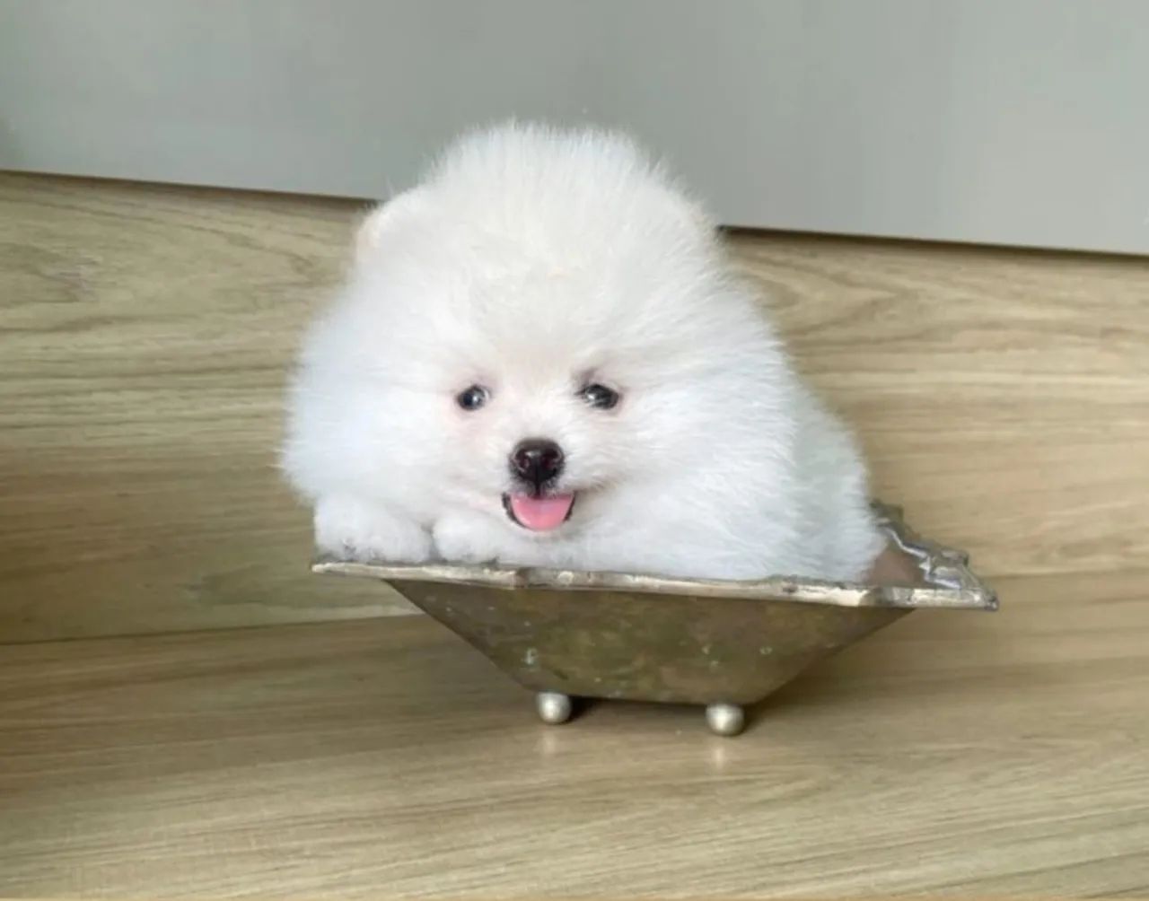 Lulu da Pomerânia Anões todas as cores - Foto 5
