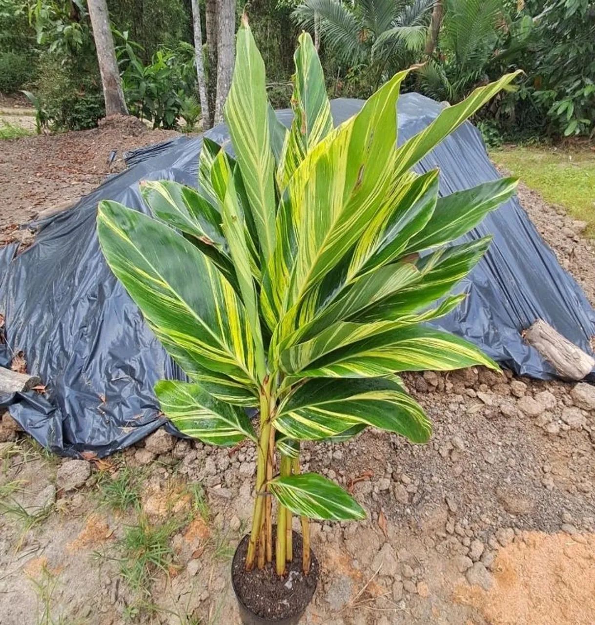 Vaso de Alpinia Variegata 