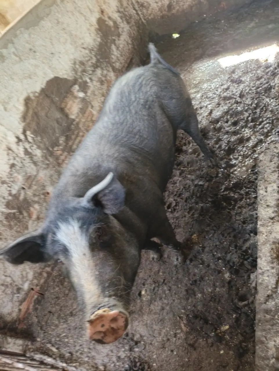 Porco  - Foto 5