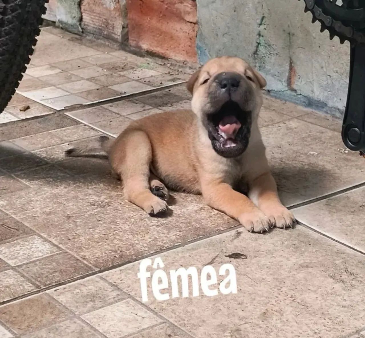 Sharpei  - Foto 3