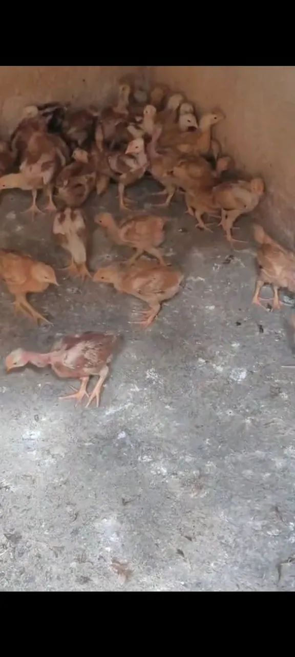 Franguinhos 