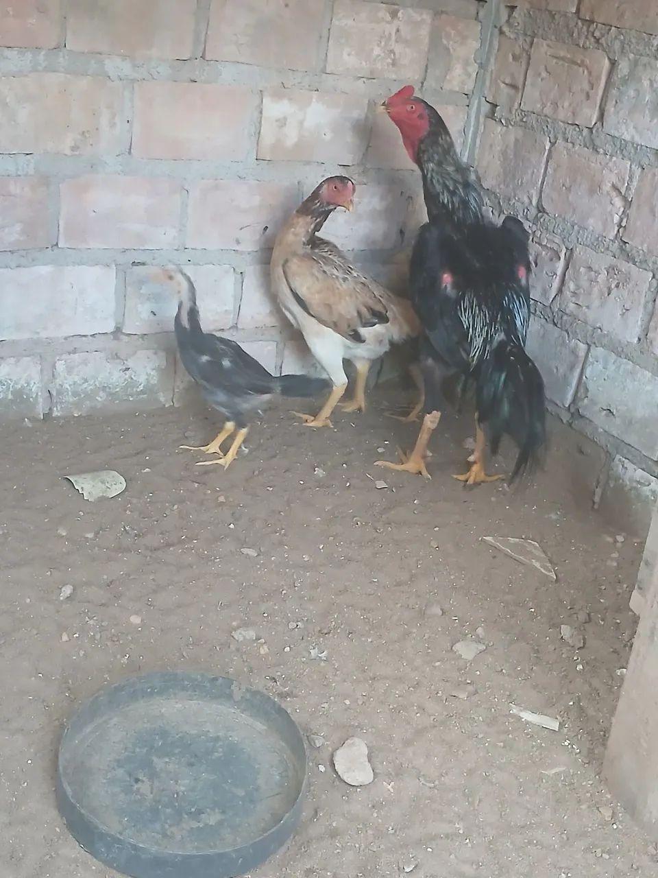 Galinha - Foto 3