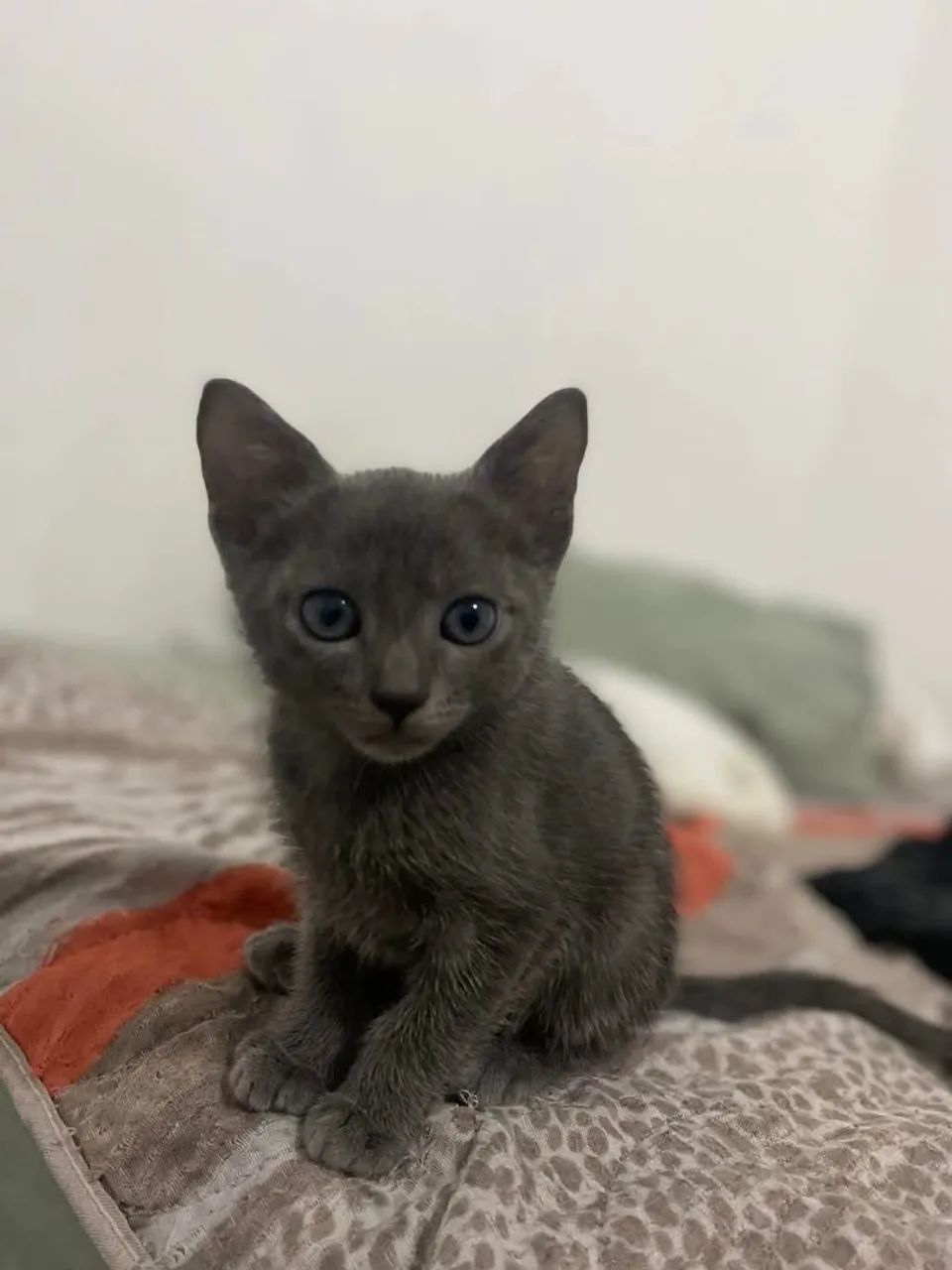 Russian Blue Kitten for Sale